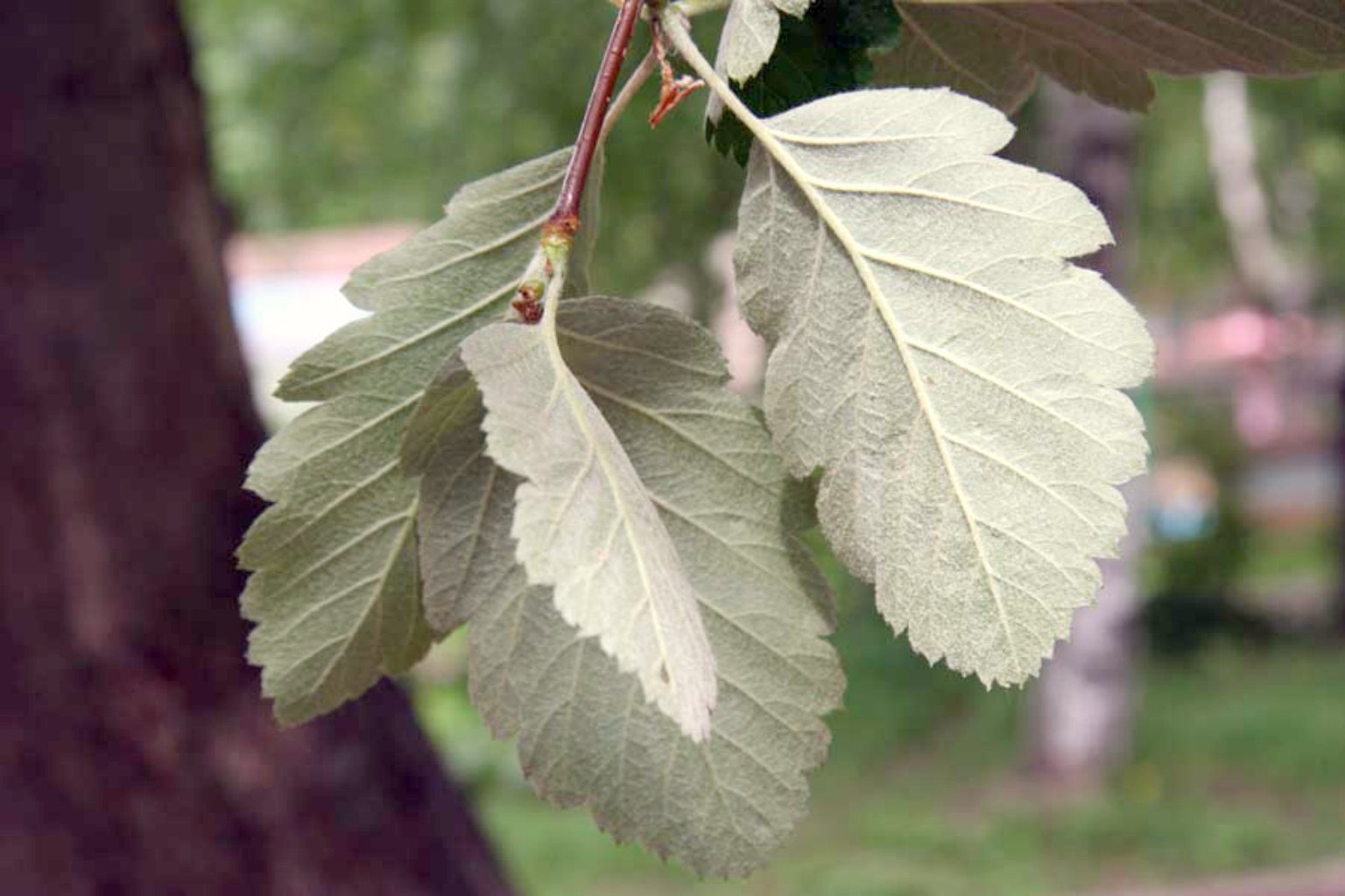 Рябина промежуточная (шведская) (Sorbus Intermedia)