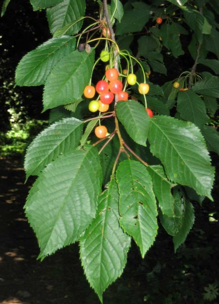 Черешня (Prunus Ленинградская черная)