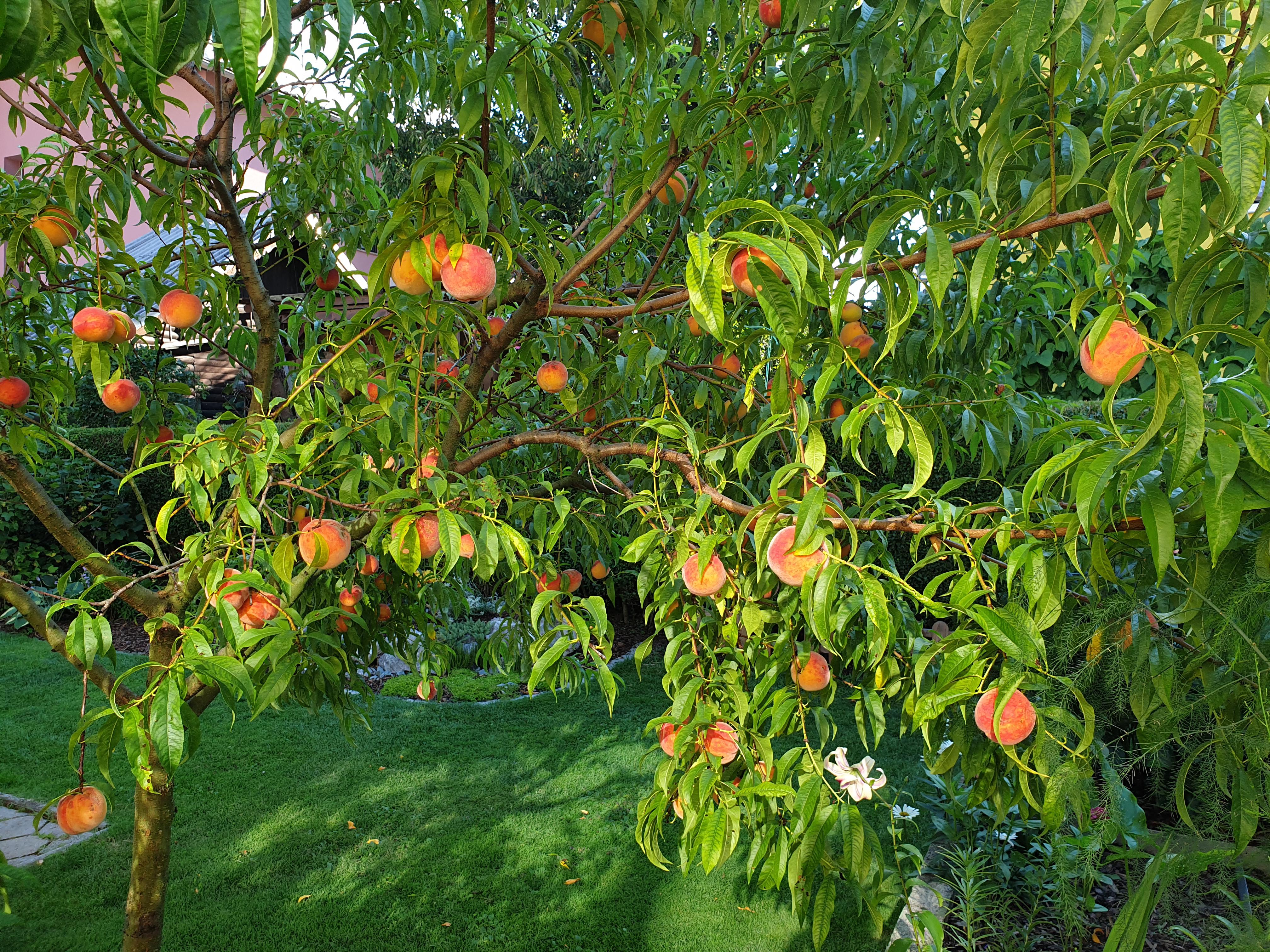 Персиковое дерево с плодами