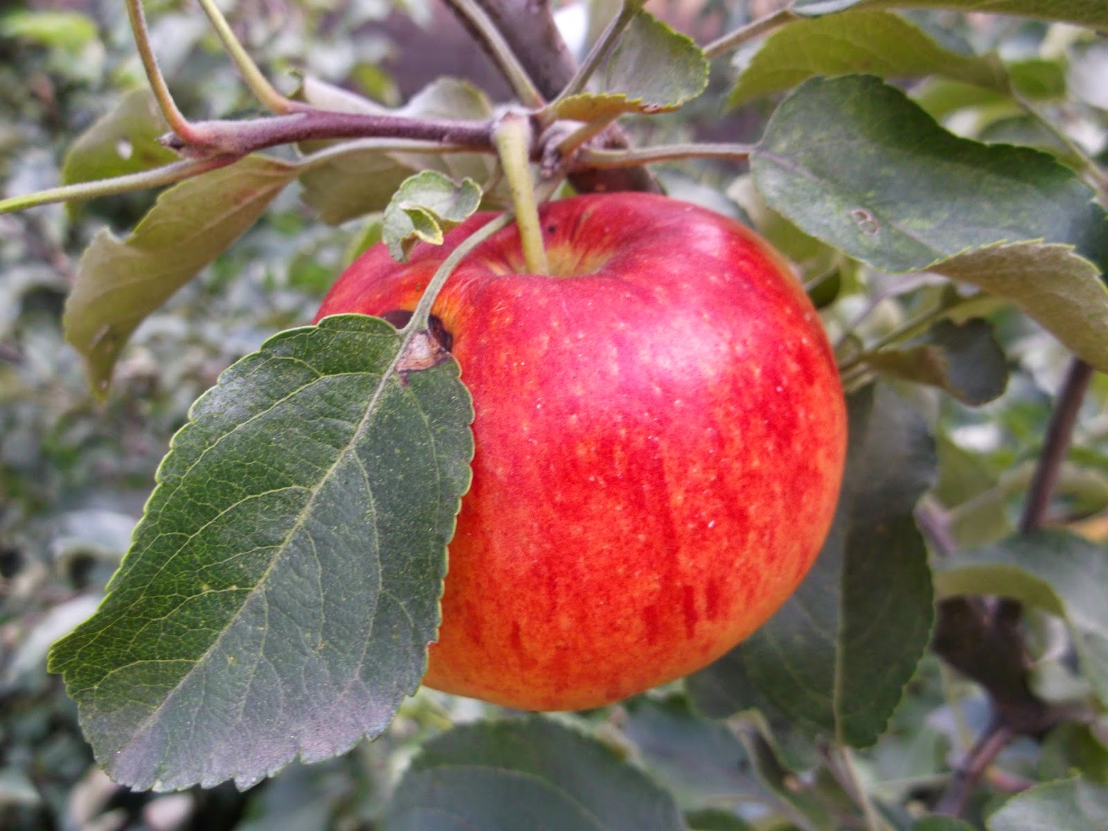 коричневка яблоня фото