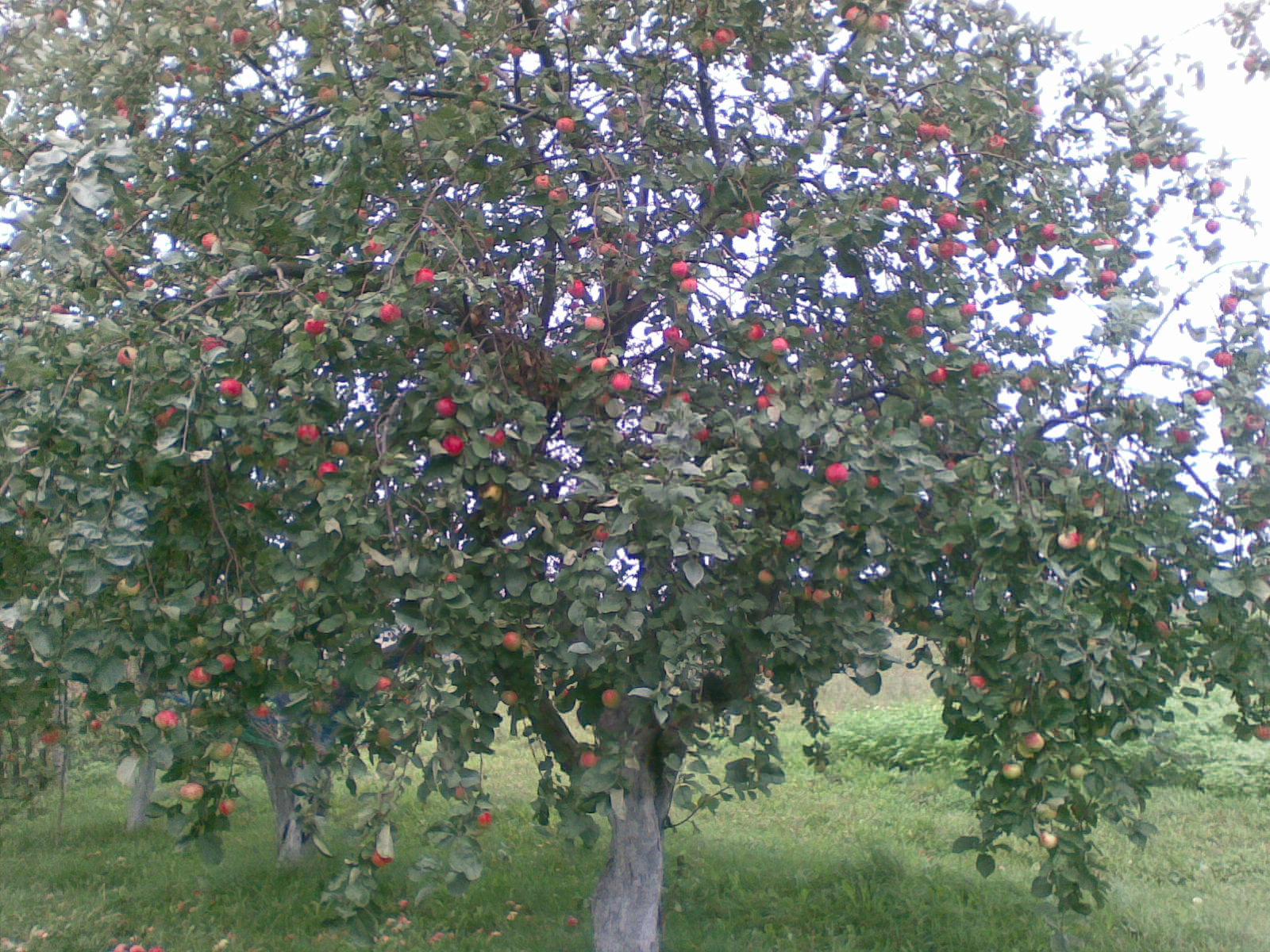 Яблоня коричное дерево