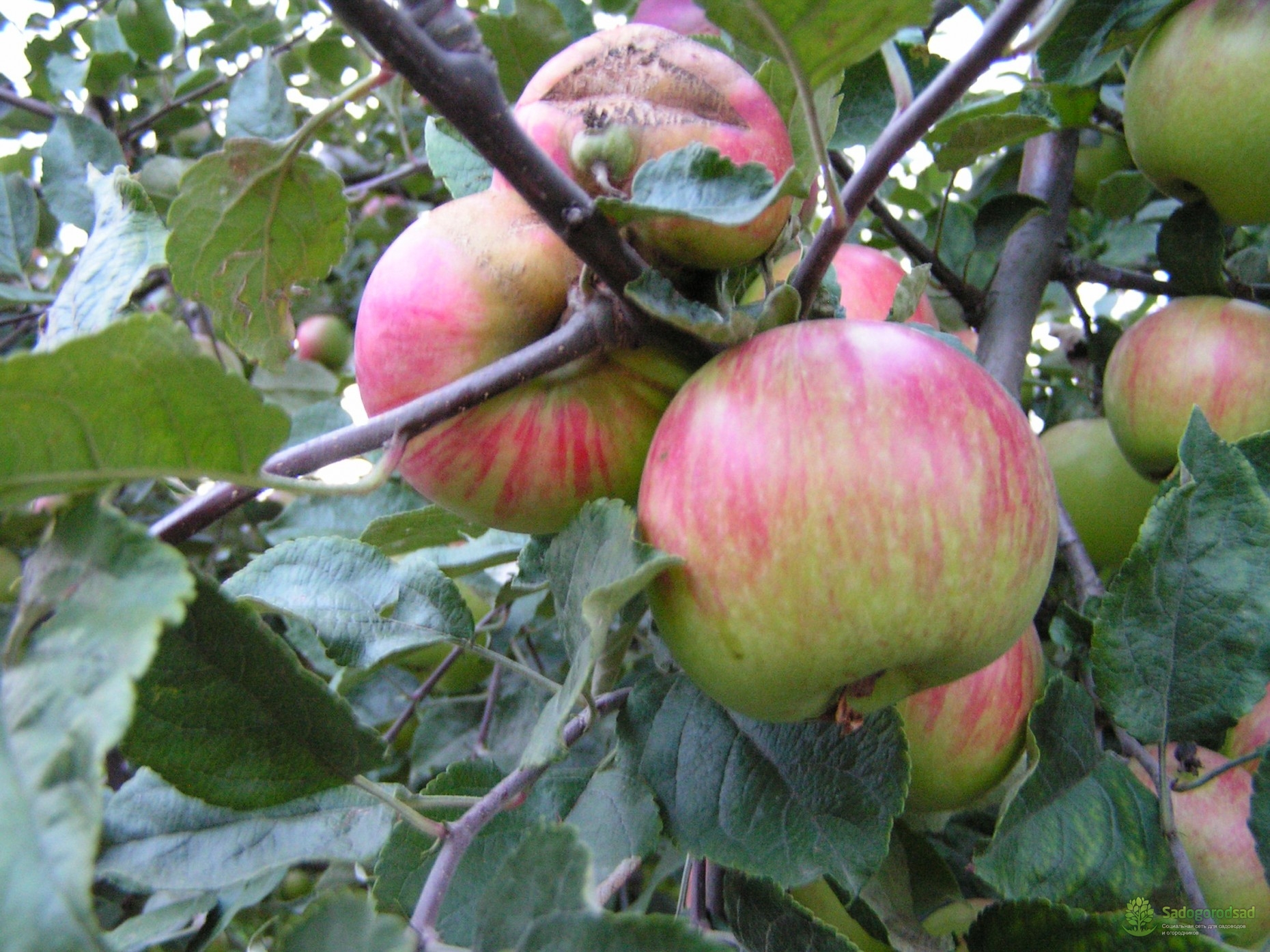 Яблоня коричное полосатое дерево
