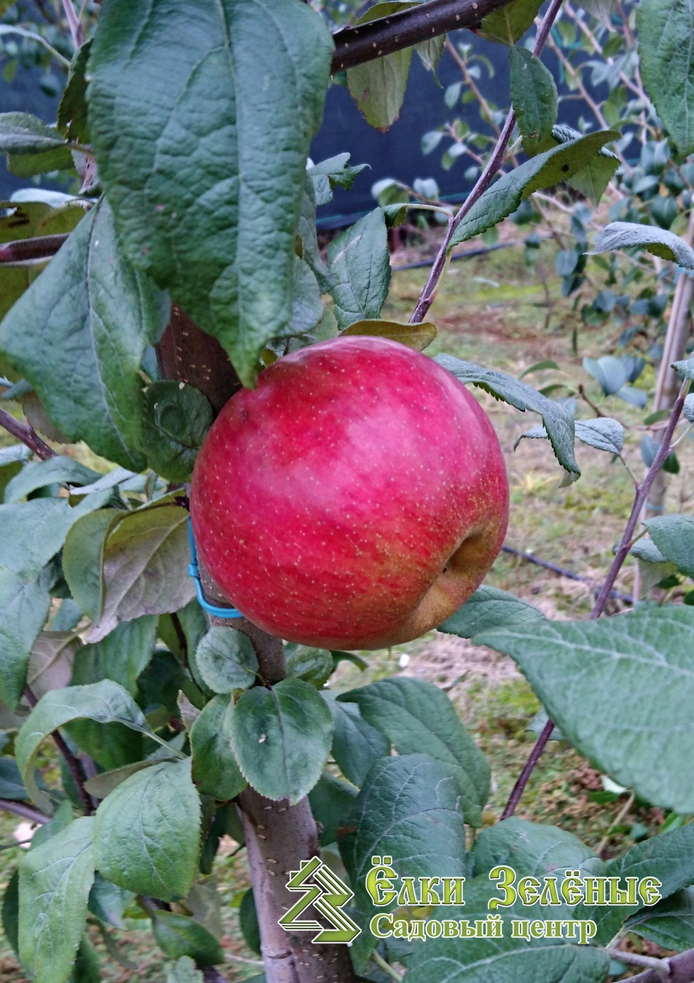 Сорт яблони коричное