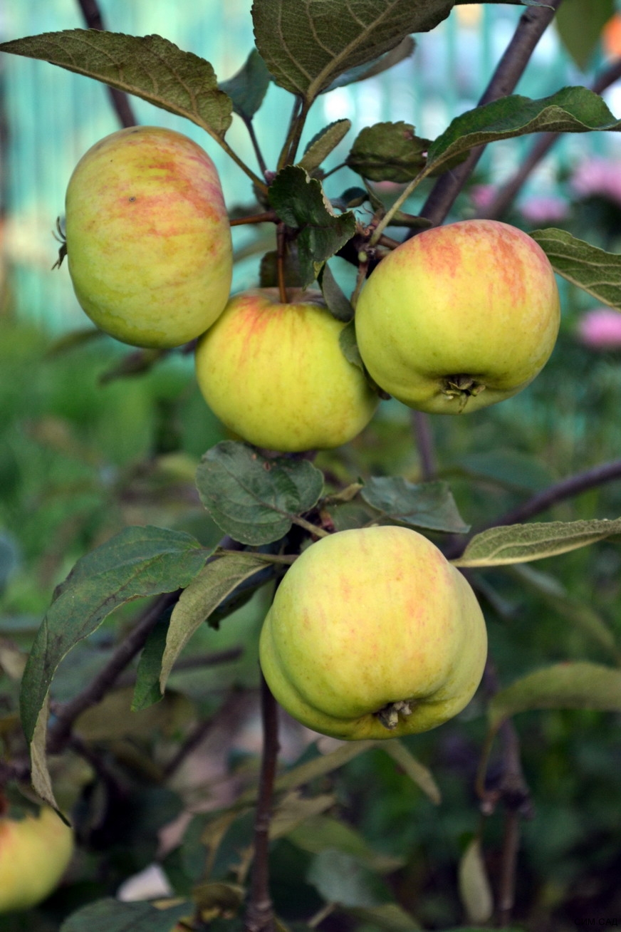 Яблоня полукарлик коричное полосатое