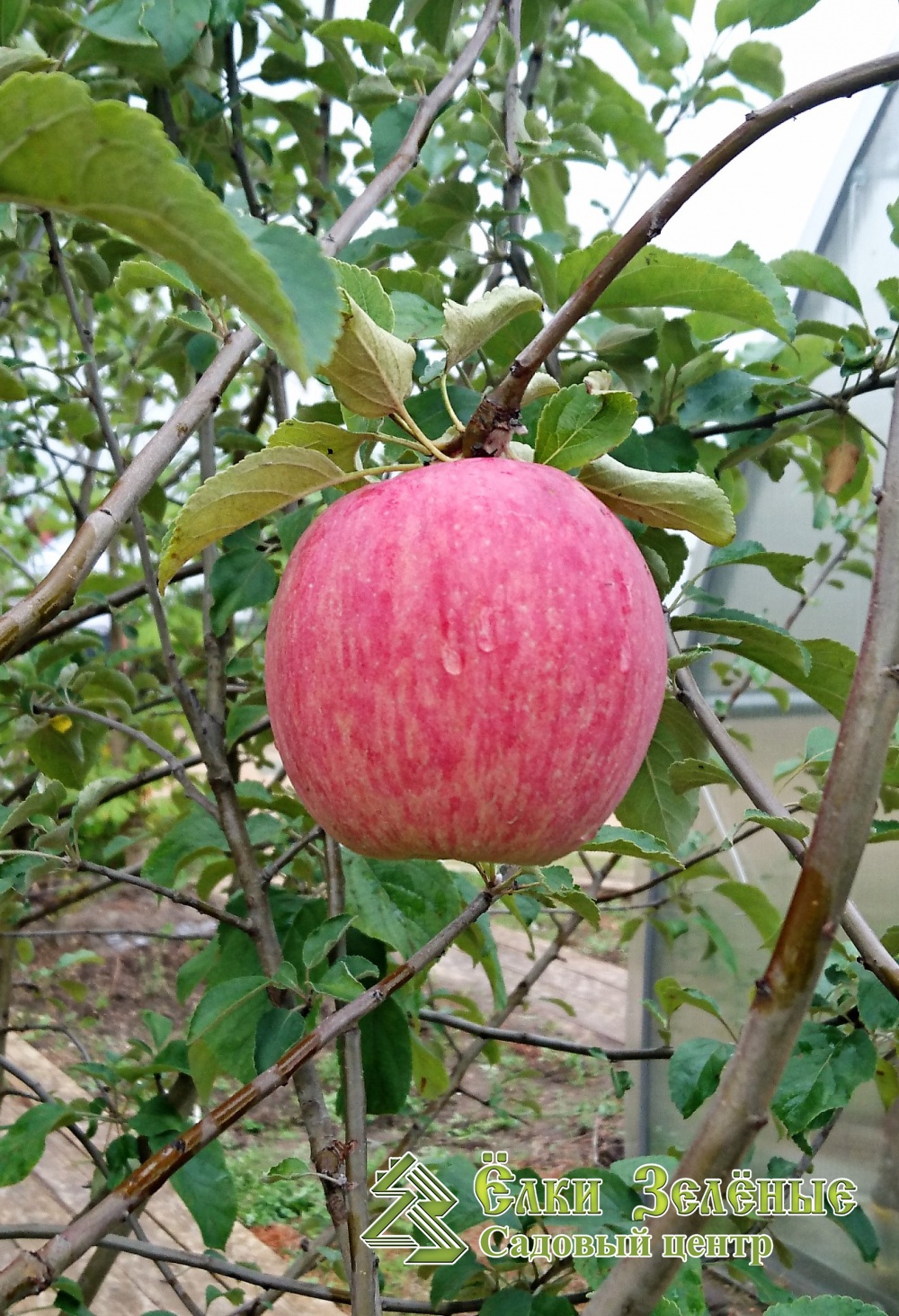 Сорт яблони Россошанское полосатое