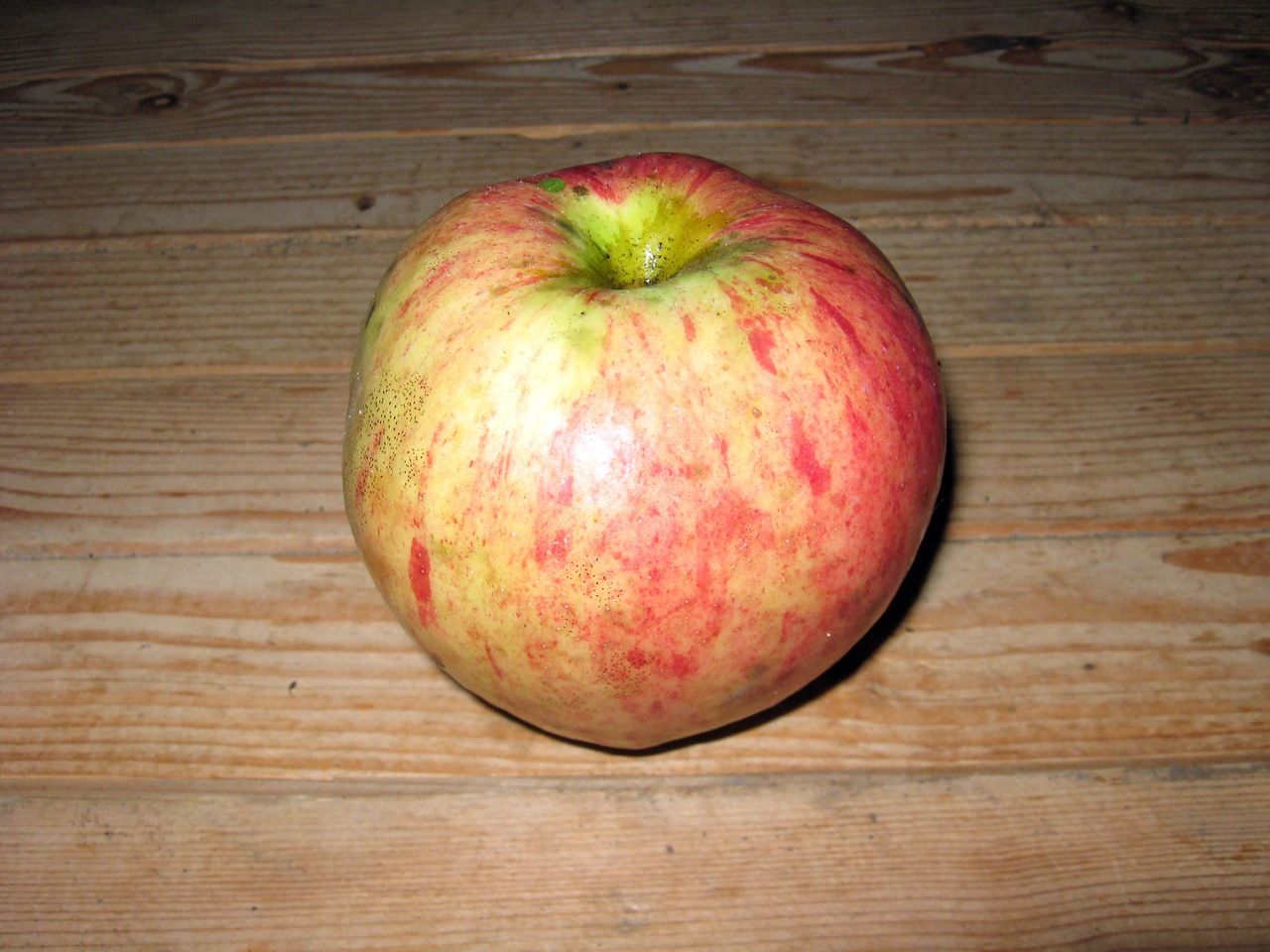 Сорт яблони коричное новое