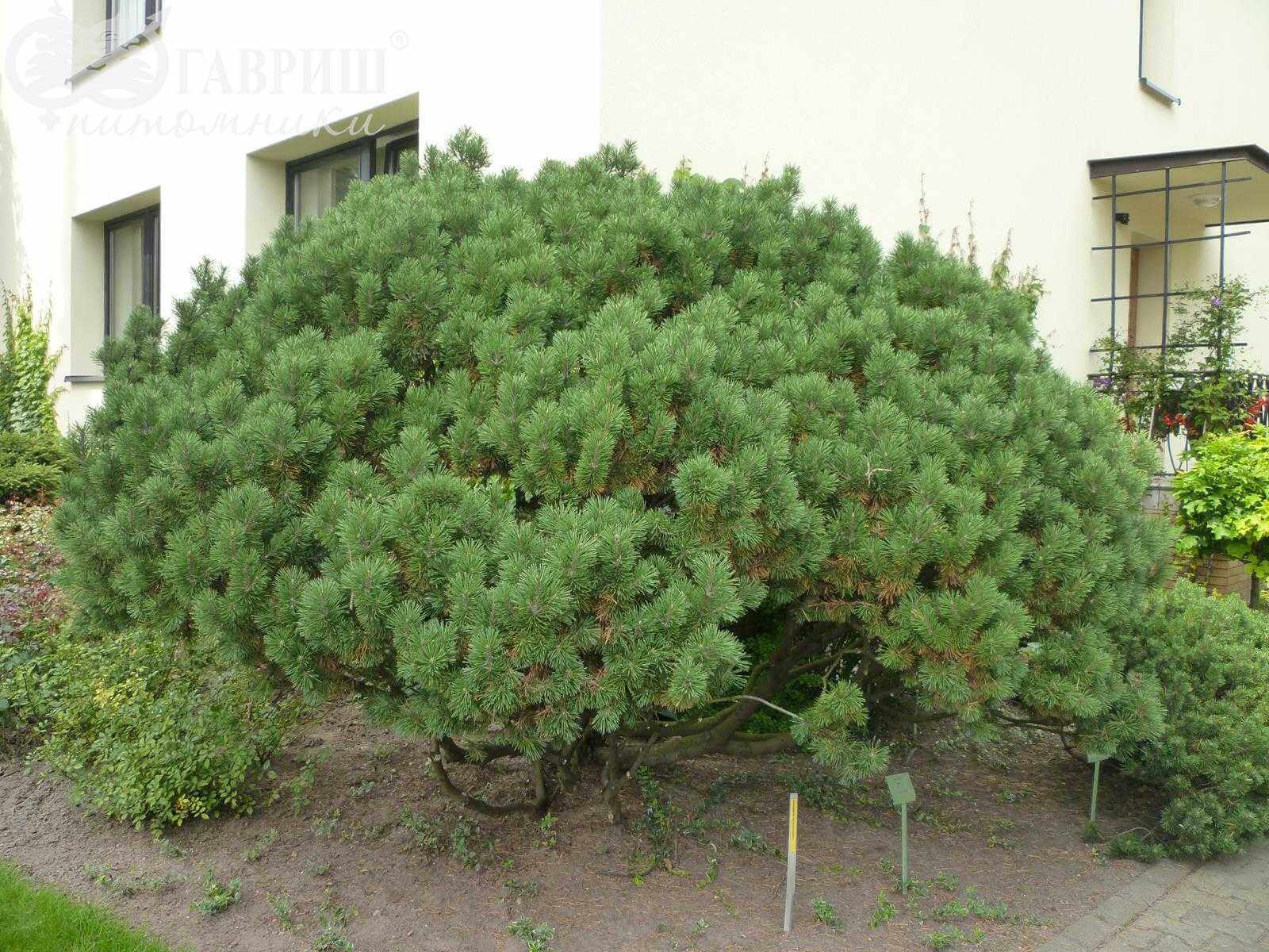 Сосна Горная Мугус/Pinus