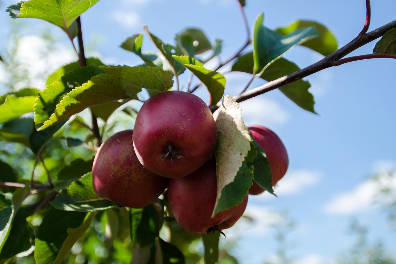 Яблочный спас сорт яблони