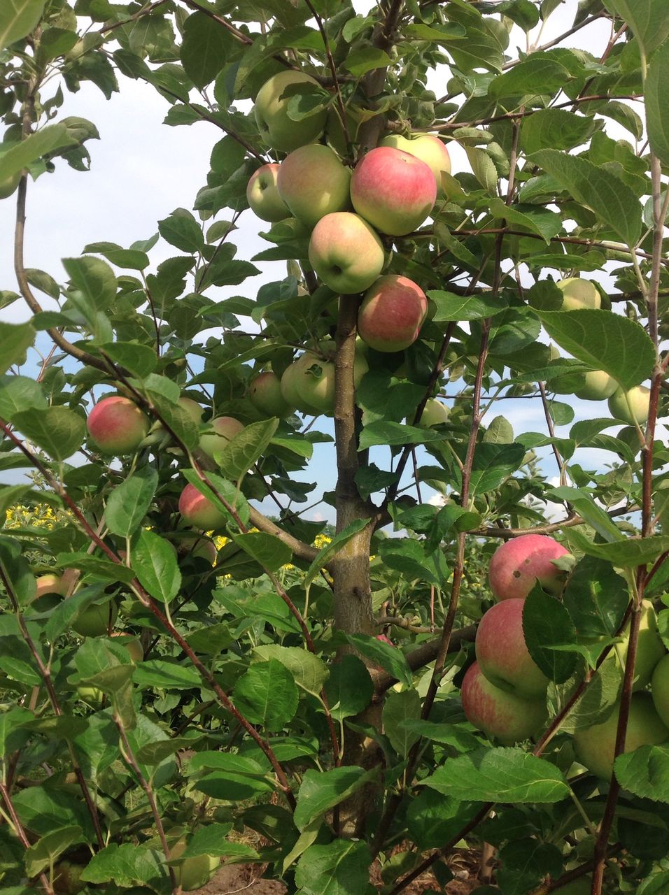 мичуринские яблоки фото
