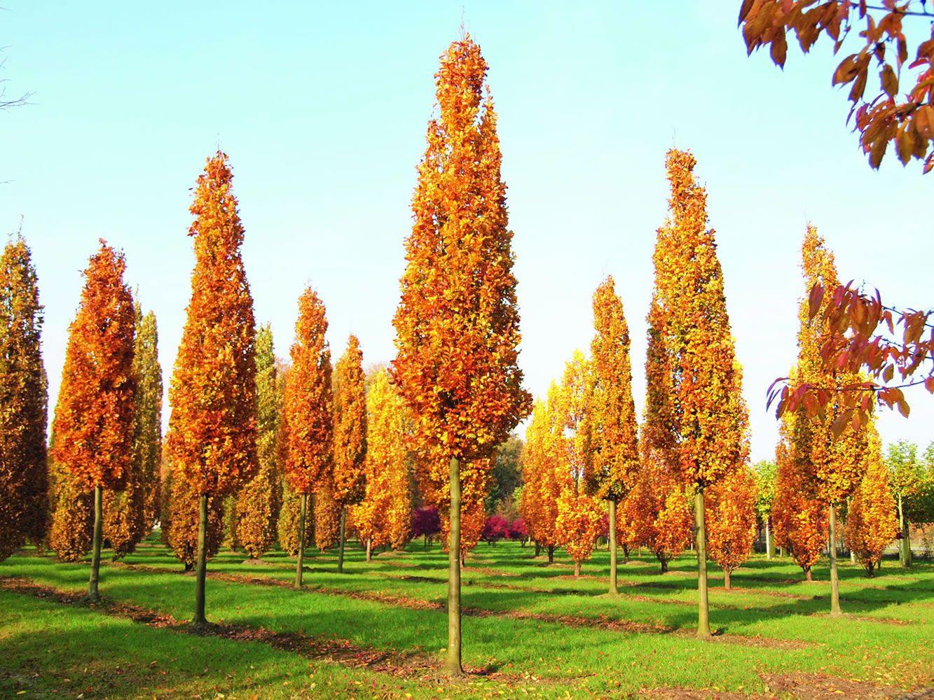 Quercus Robur (дуб черешчатый) 'Fastigiata Koster'