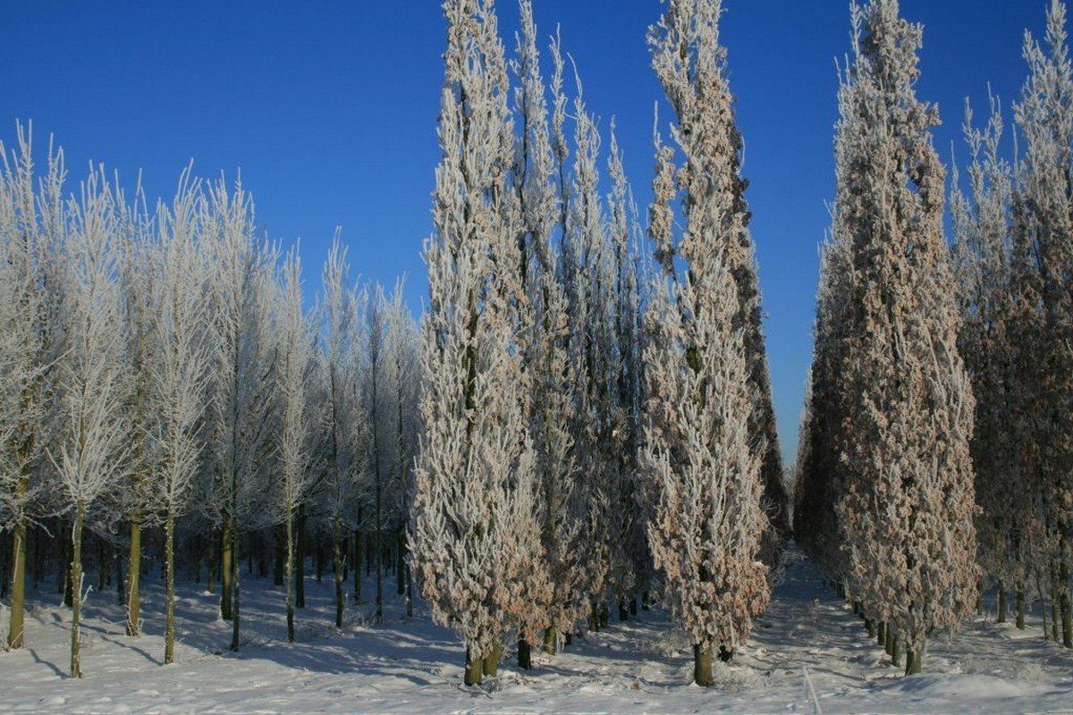 Quercus Robur Fastigiata Koster