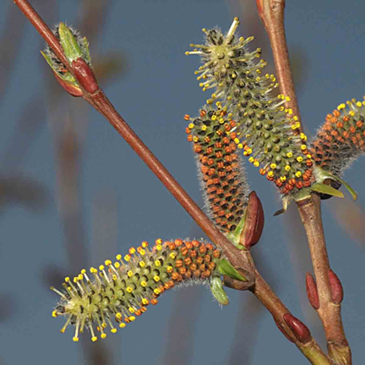 Salix Alba Liempde