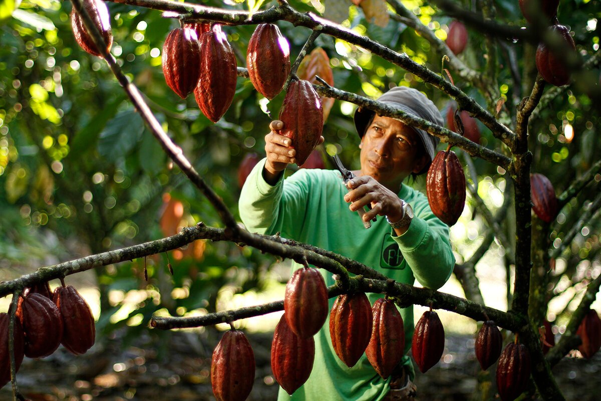 варенье из плодов шоколадного дерева фото