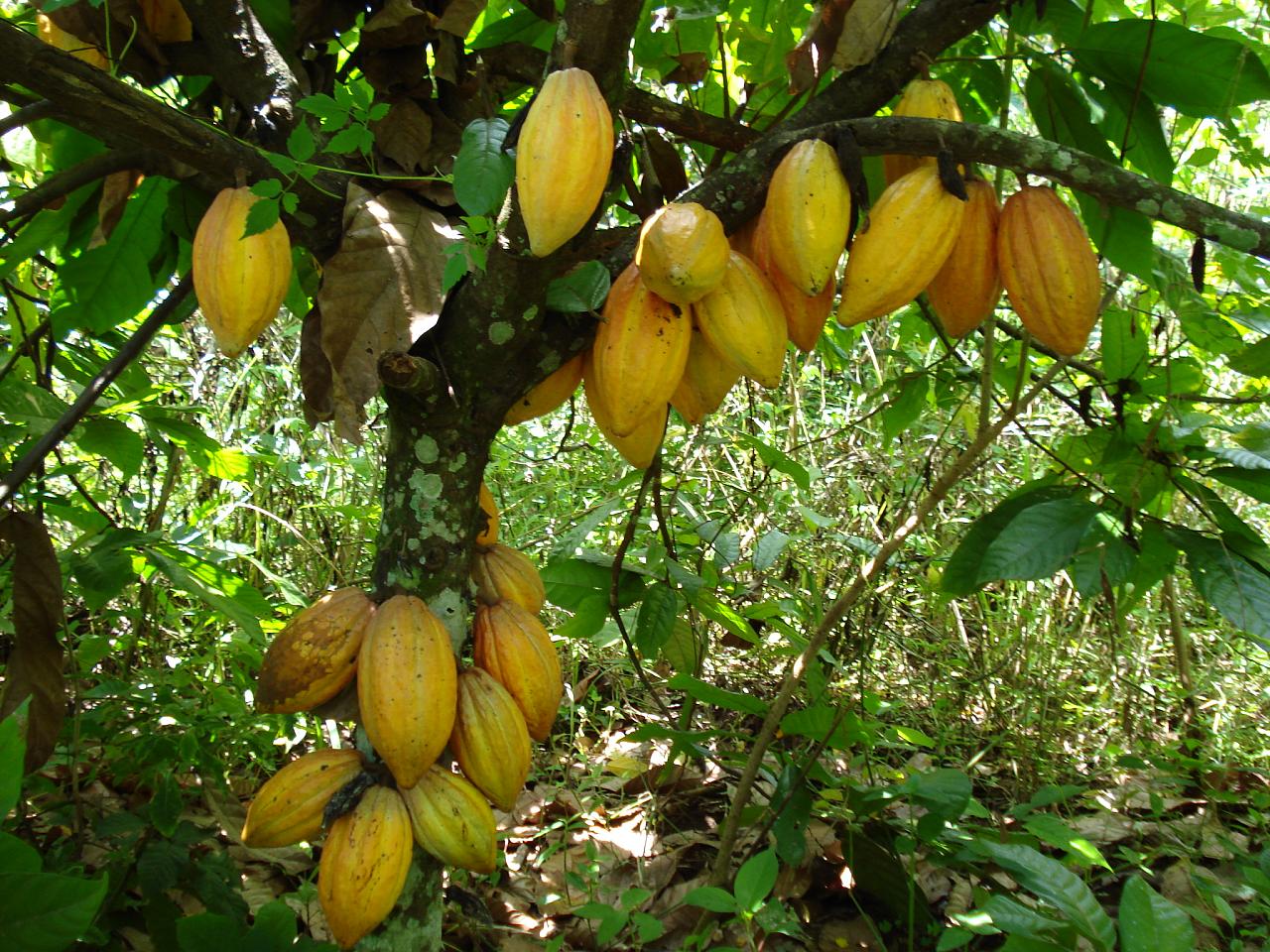 • Какао-дерево (Theobroma Cacao)