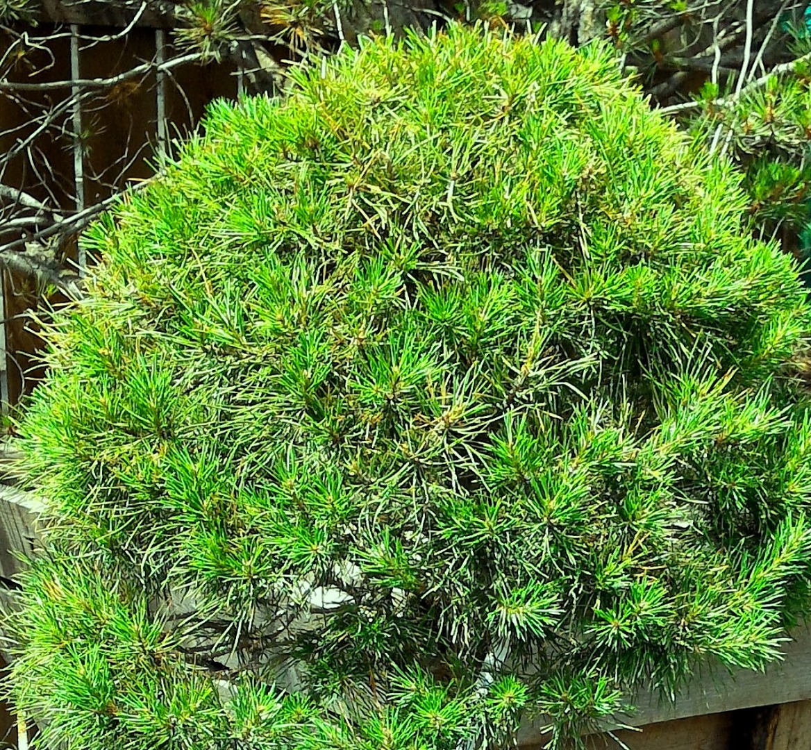 Pinus uncinata 'Fred'