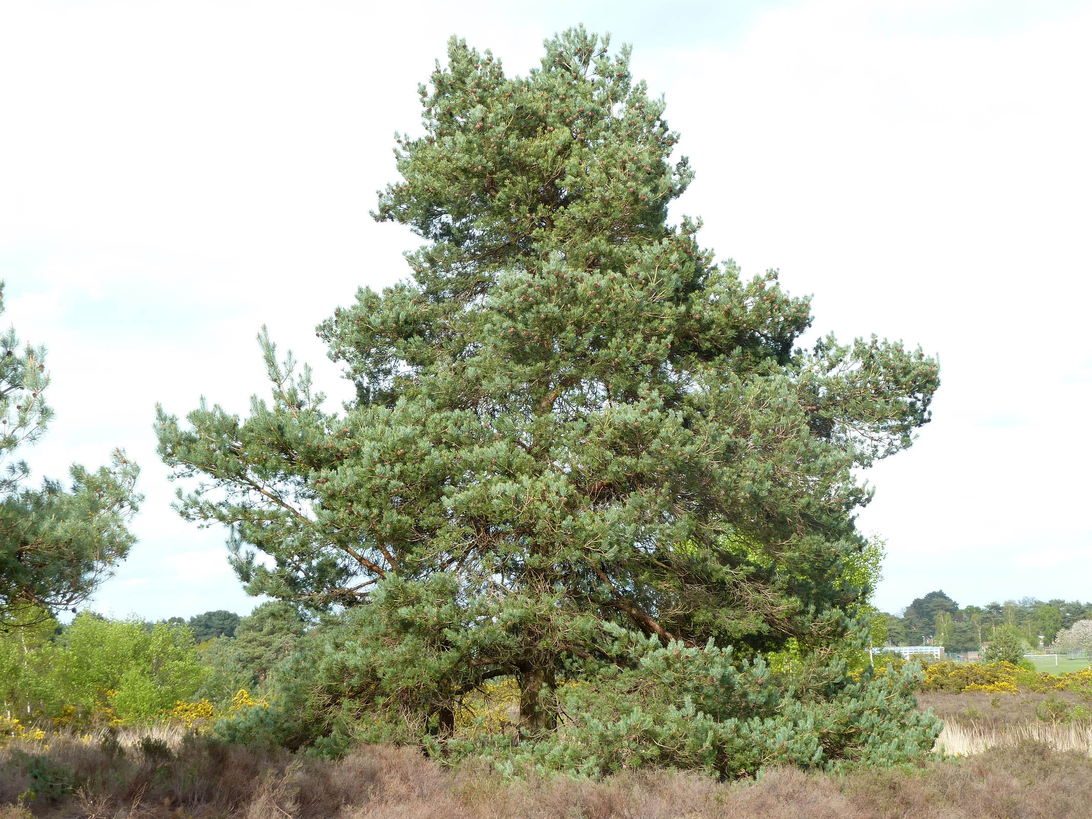 Сосна обыкновенная Сибирская (Pinus Sylvestris)