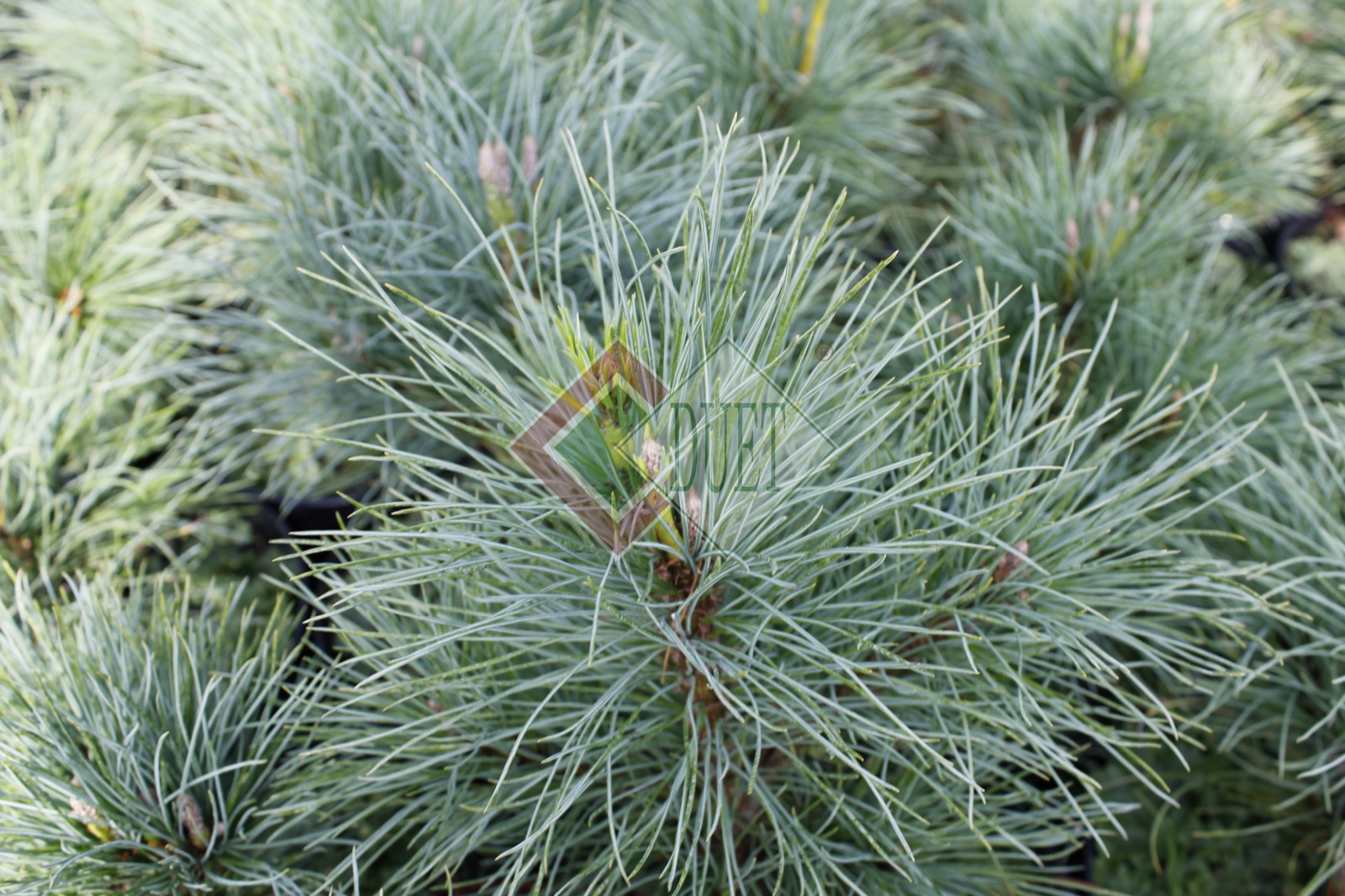 Pinus peuce glauca compacta