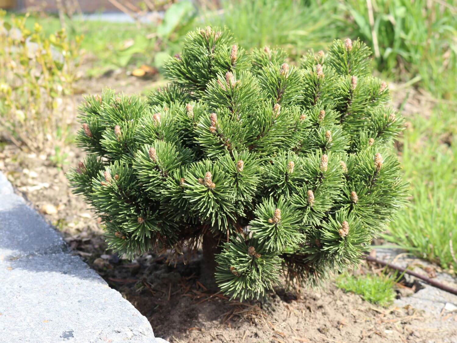 Pinus mugo 'Heideperle'