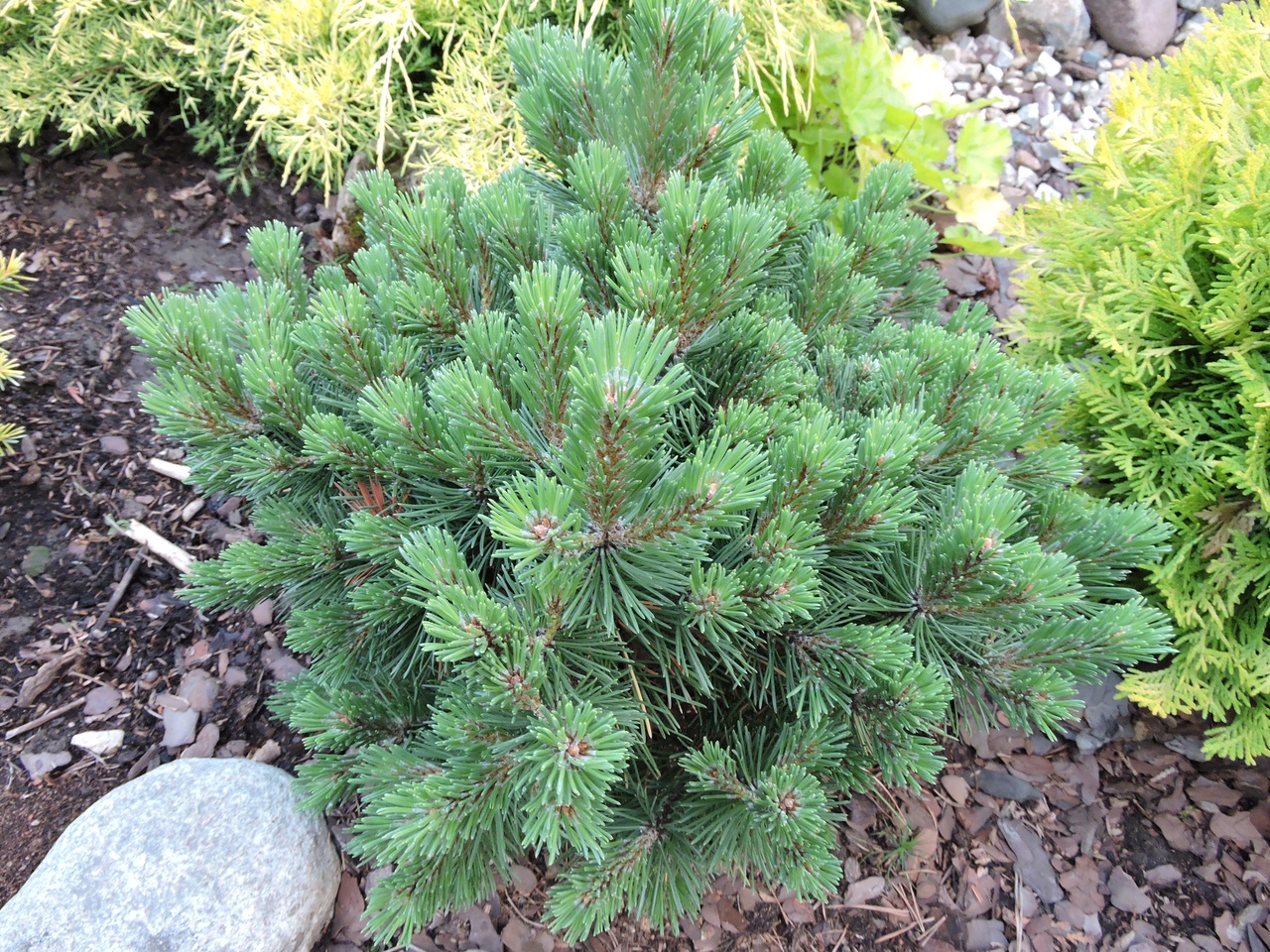 Сосна Горная Якобсен Pinus mugo Jakobsen