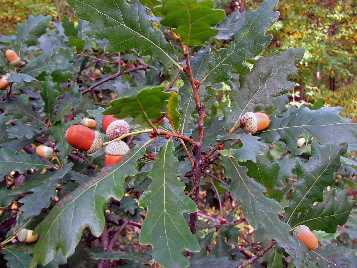 Дуб черешчатый, летний, обыкновенный (Quercus Robur l.)
