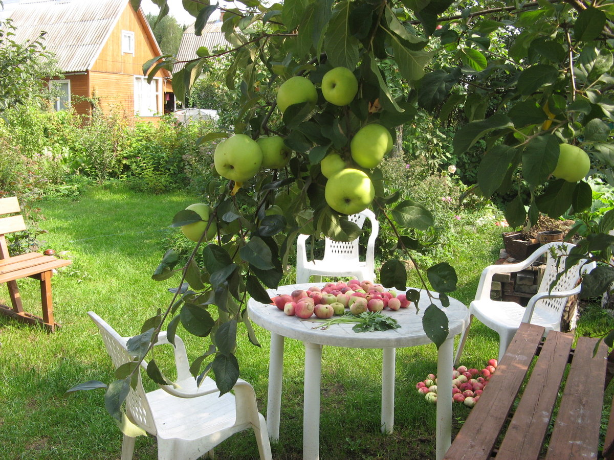 Беседка в яблоневом саду с яблоками