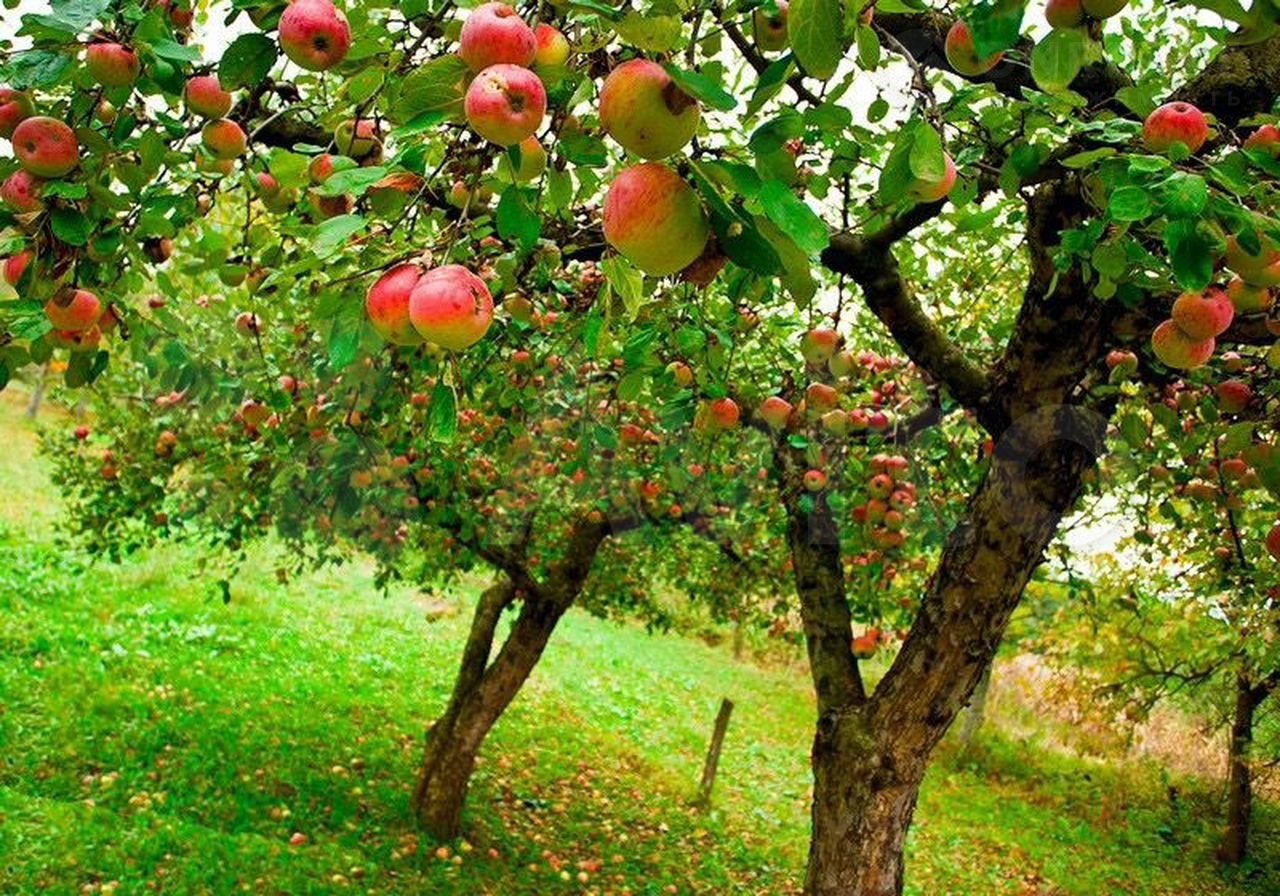 яблоки в саду фото