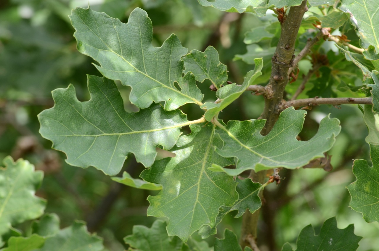 Дуб падуболистный Quercus ilicifolia