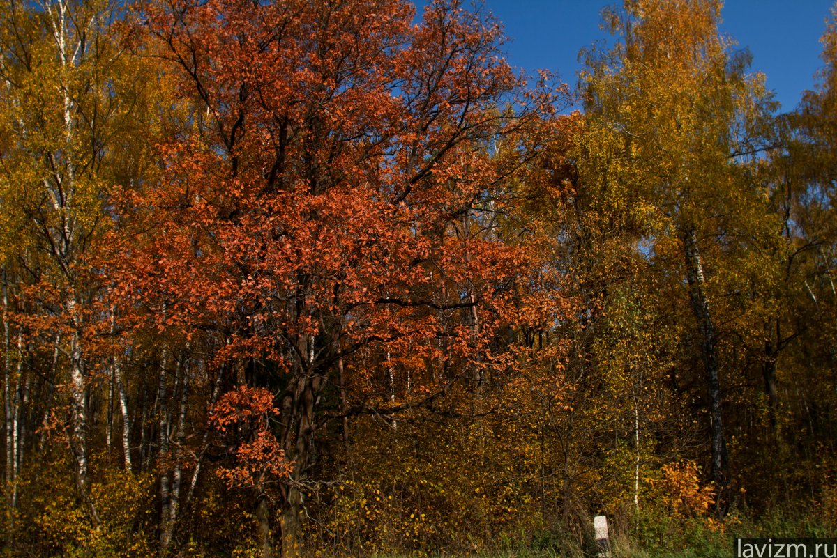 Клён в смешанных лесах