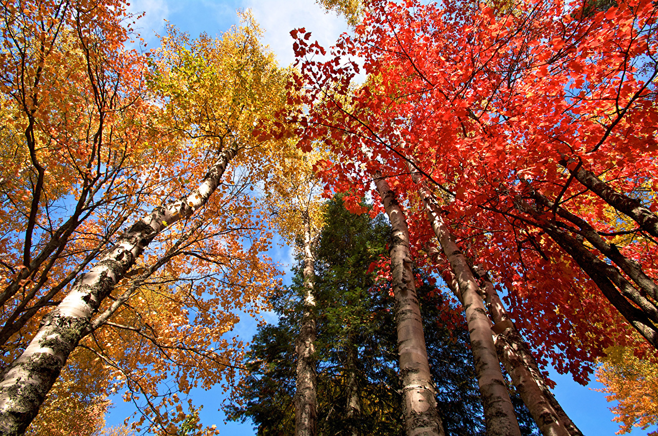 Осенние деревья разные