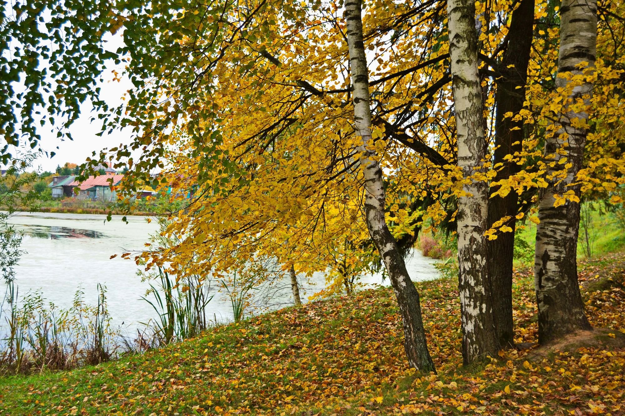 береза и клен у реки