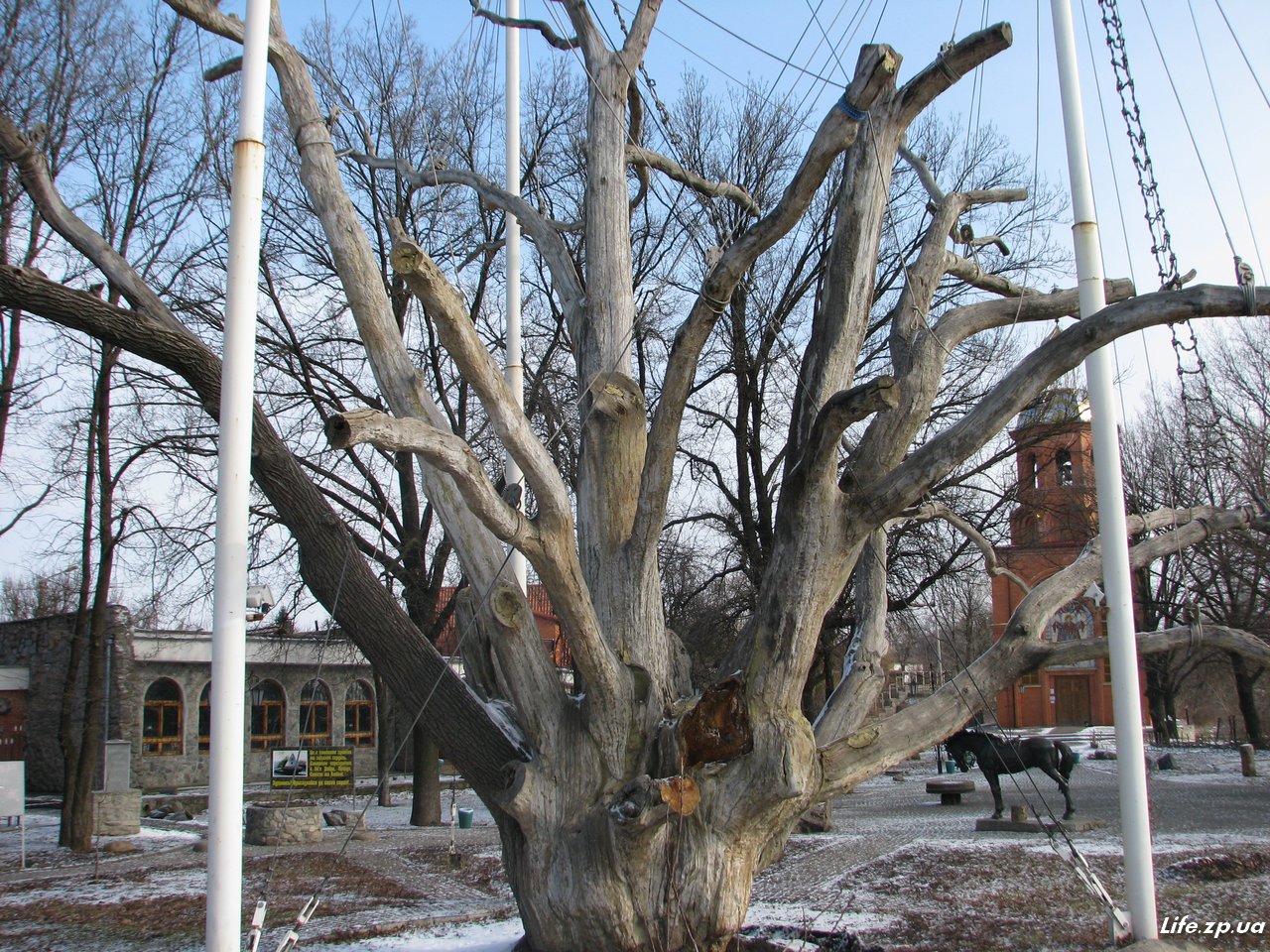 Запорожский 700 летний дуб