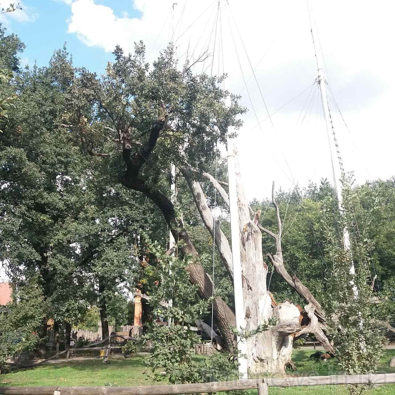 Запорожский 700 летний дуб