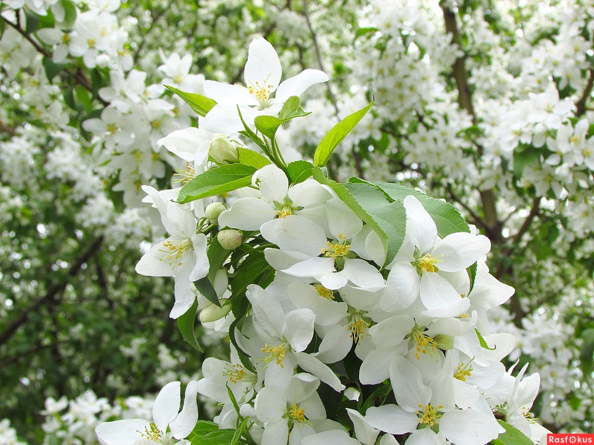 Барнаул цветущие яблони