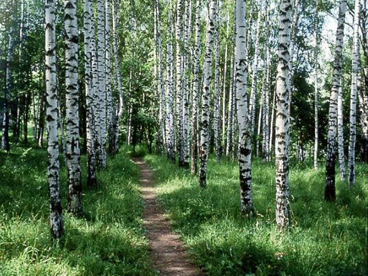 Березовый лес с ромашками в Сибири