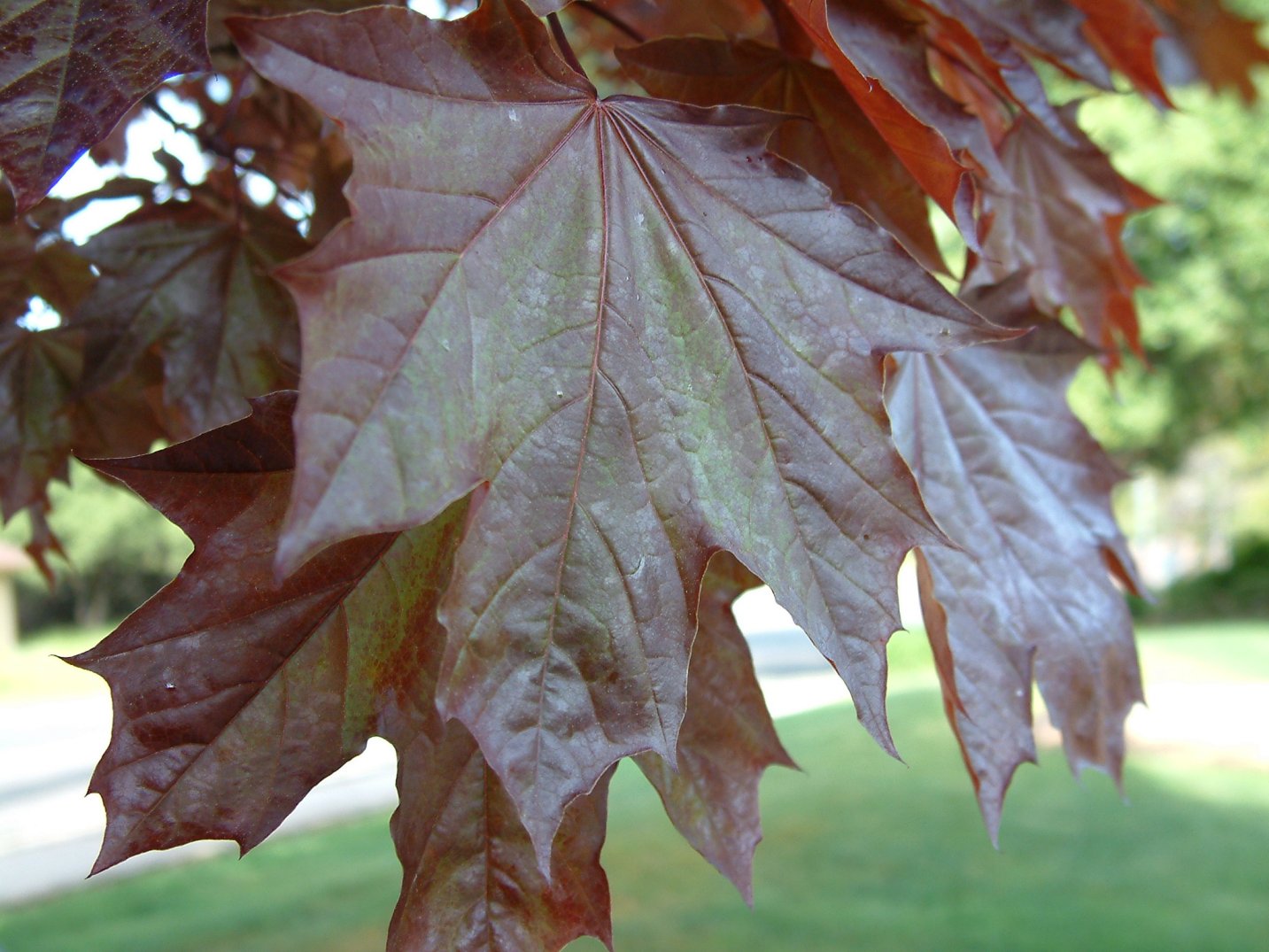 Клен остролистный Acer platanoides Royal Red