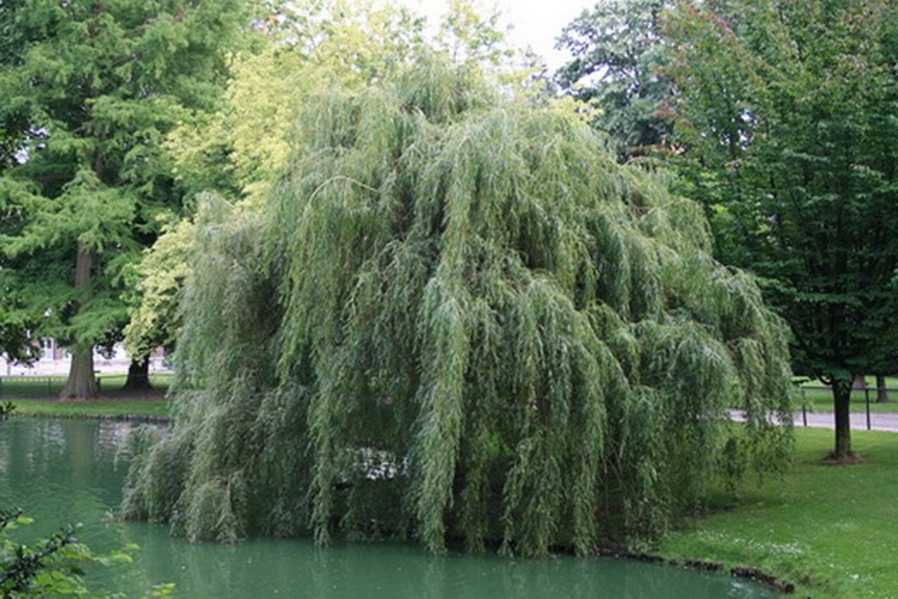 Ива белая плакучая дерево