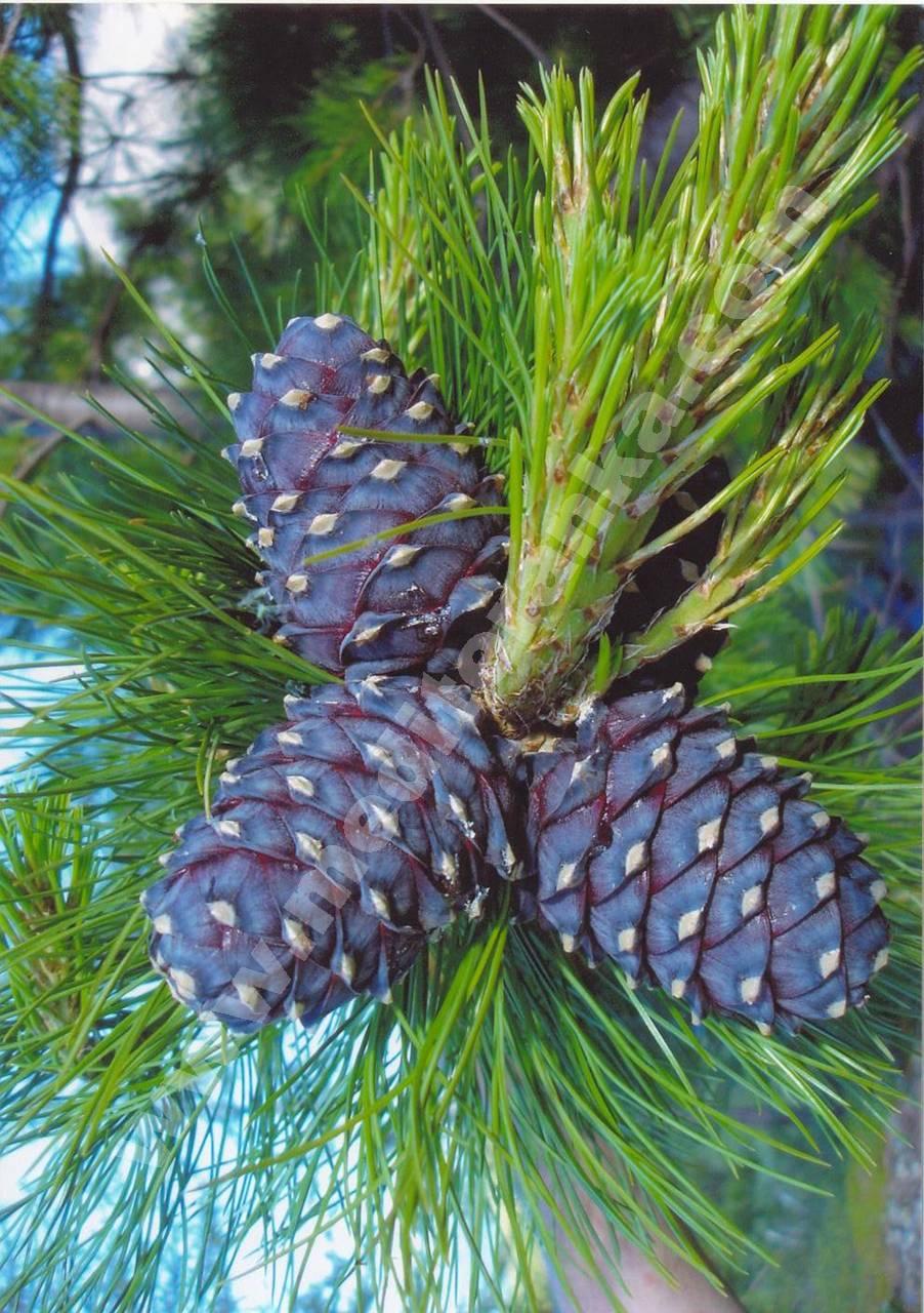Сибирский кедр Pinus Cembra