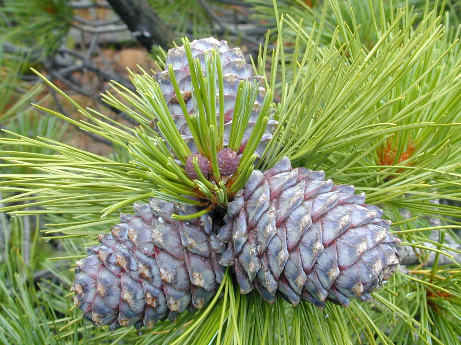 Сосна Сибирская Кедровая Pinus sibirica du Tour
