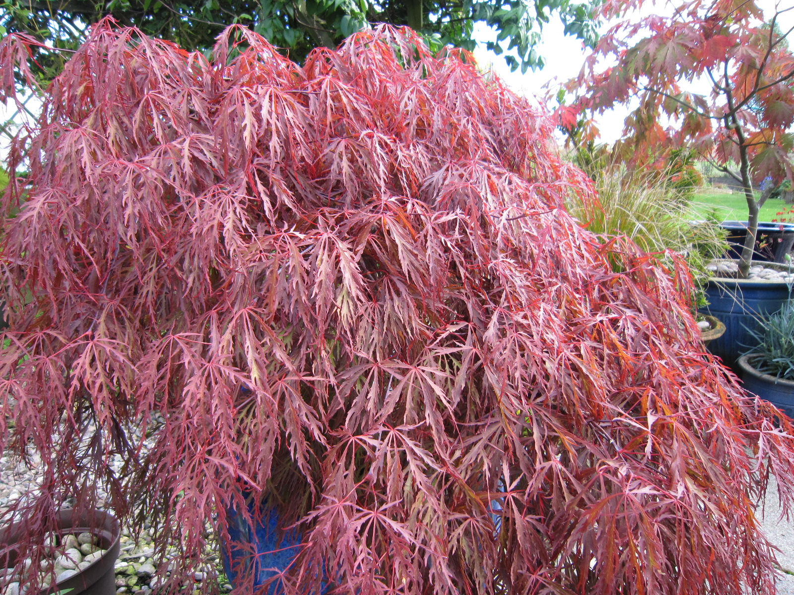Acer palmatum dissectum Garnet