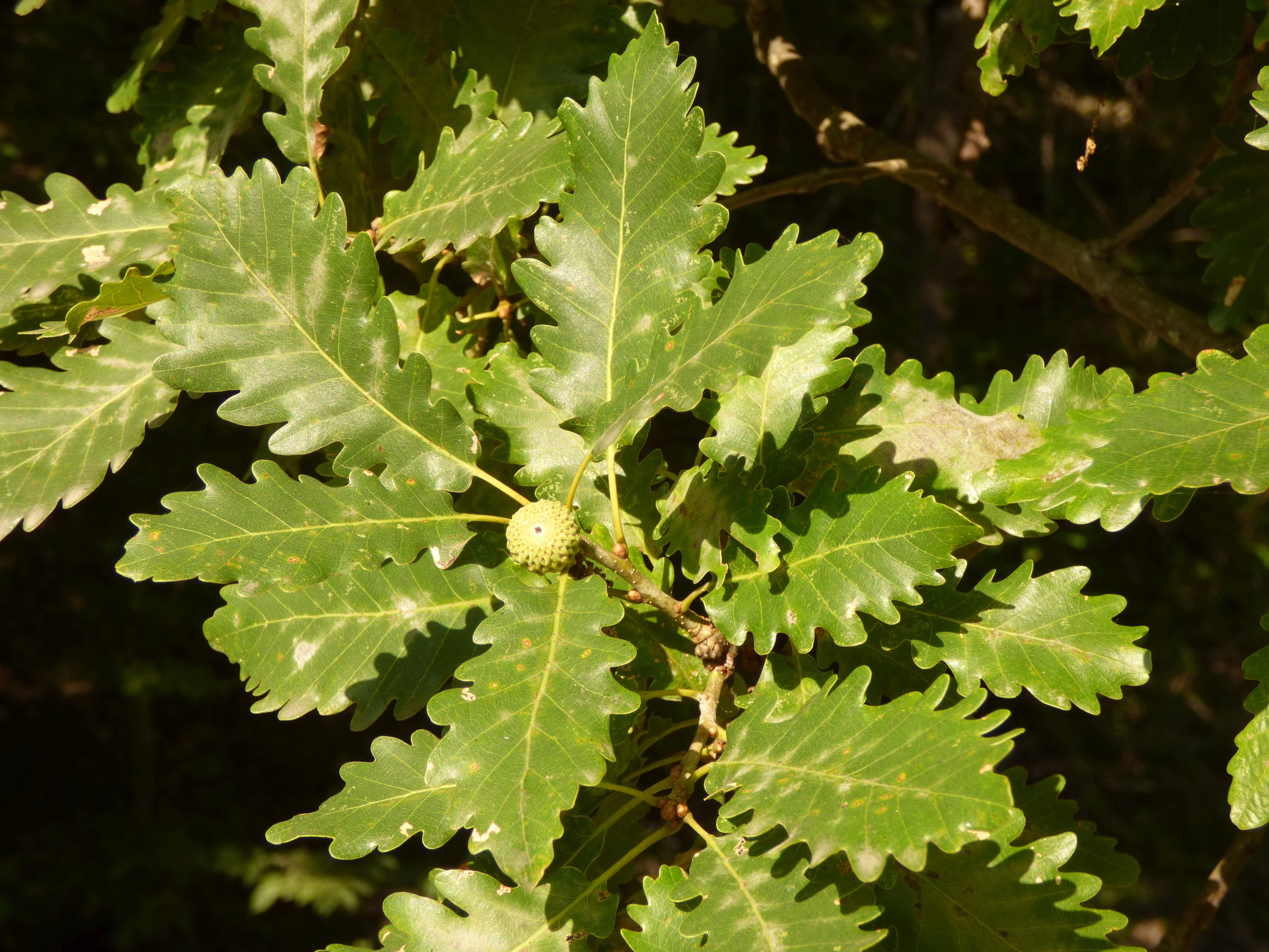 Дуб Гартвиса Quercus hartwissiana