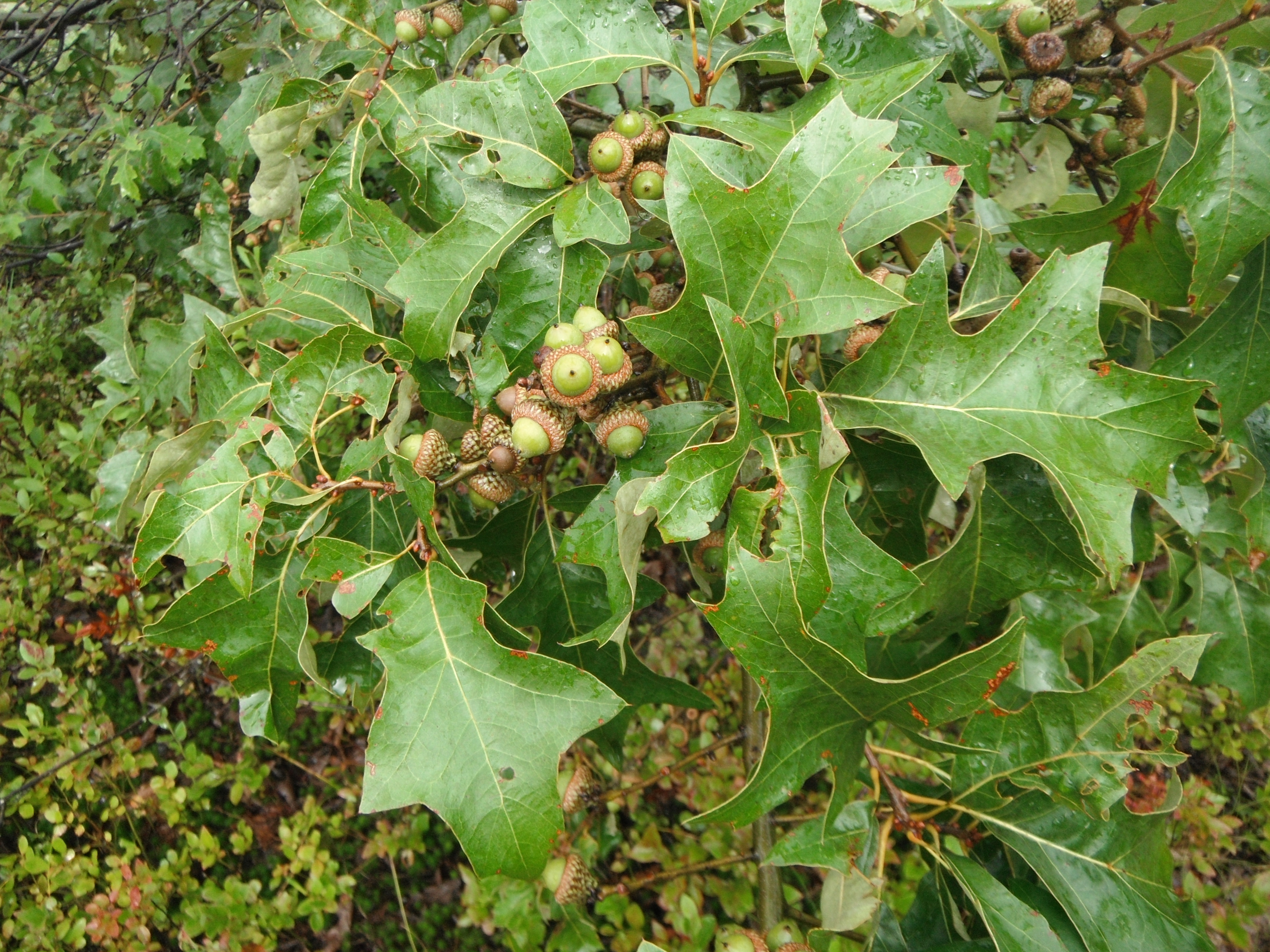 Дуб падуболистный Quercus ilicifolia