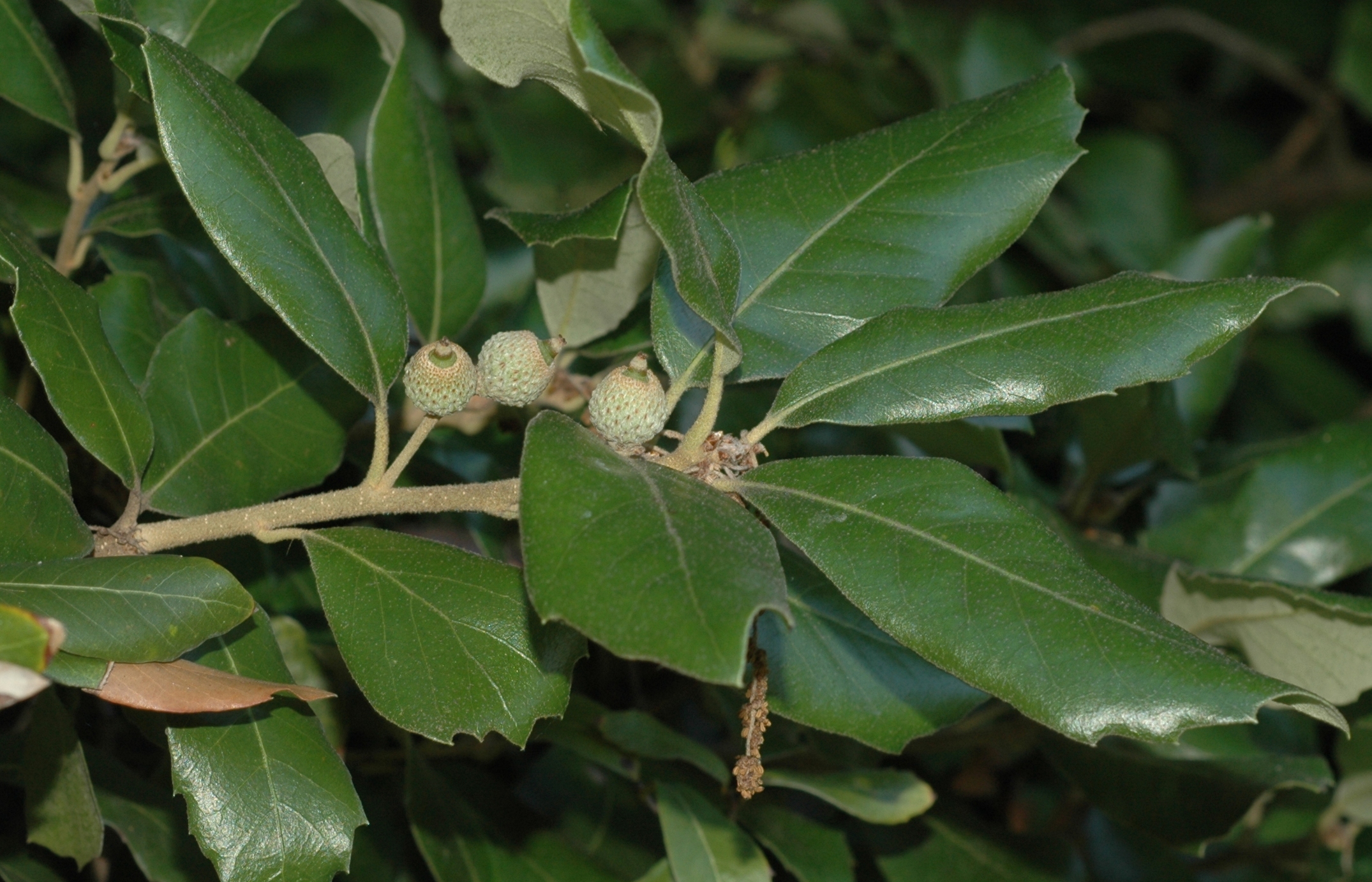 Дуб вечнозеленый (Quercus)