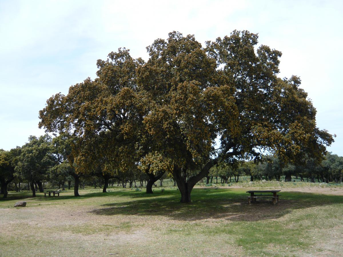 Чапарро дерево