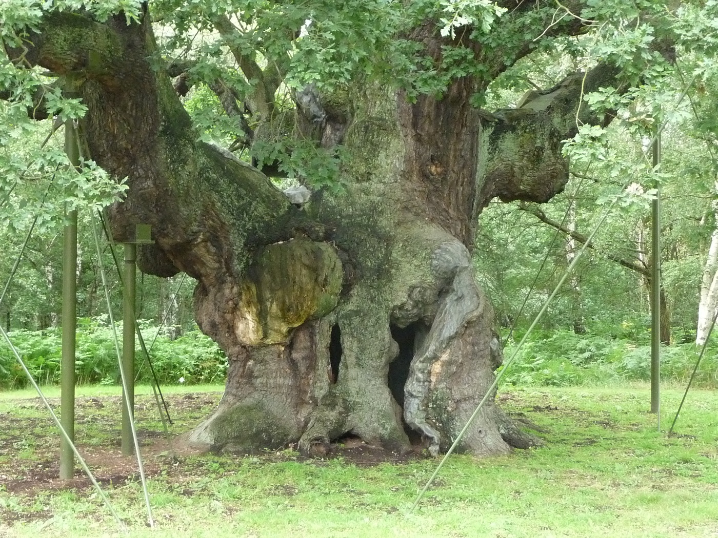 самый большой дуб в мире фото