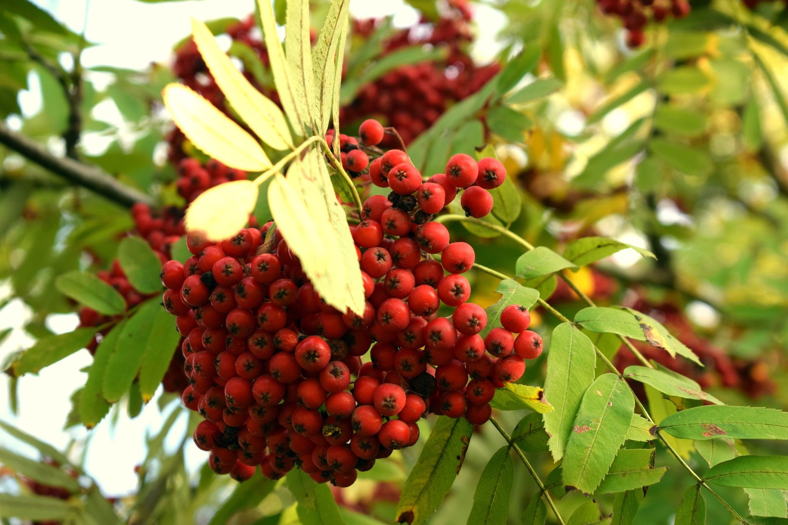 Рябина Греческая (Sorbus Graeca)