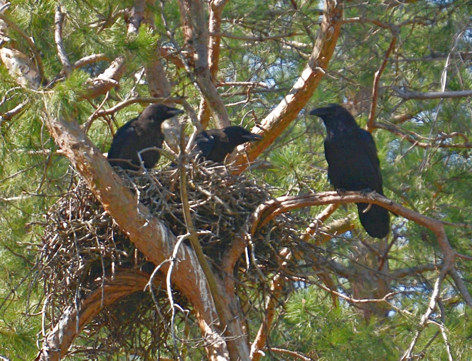 Corvus Corax гнездо