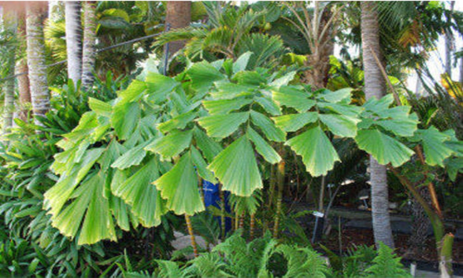 Caryota MITIS variegata