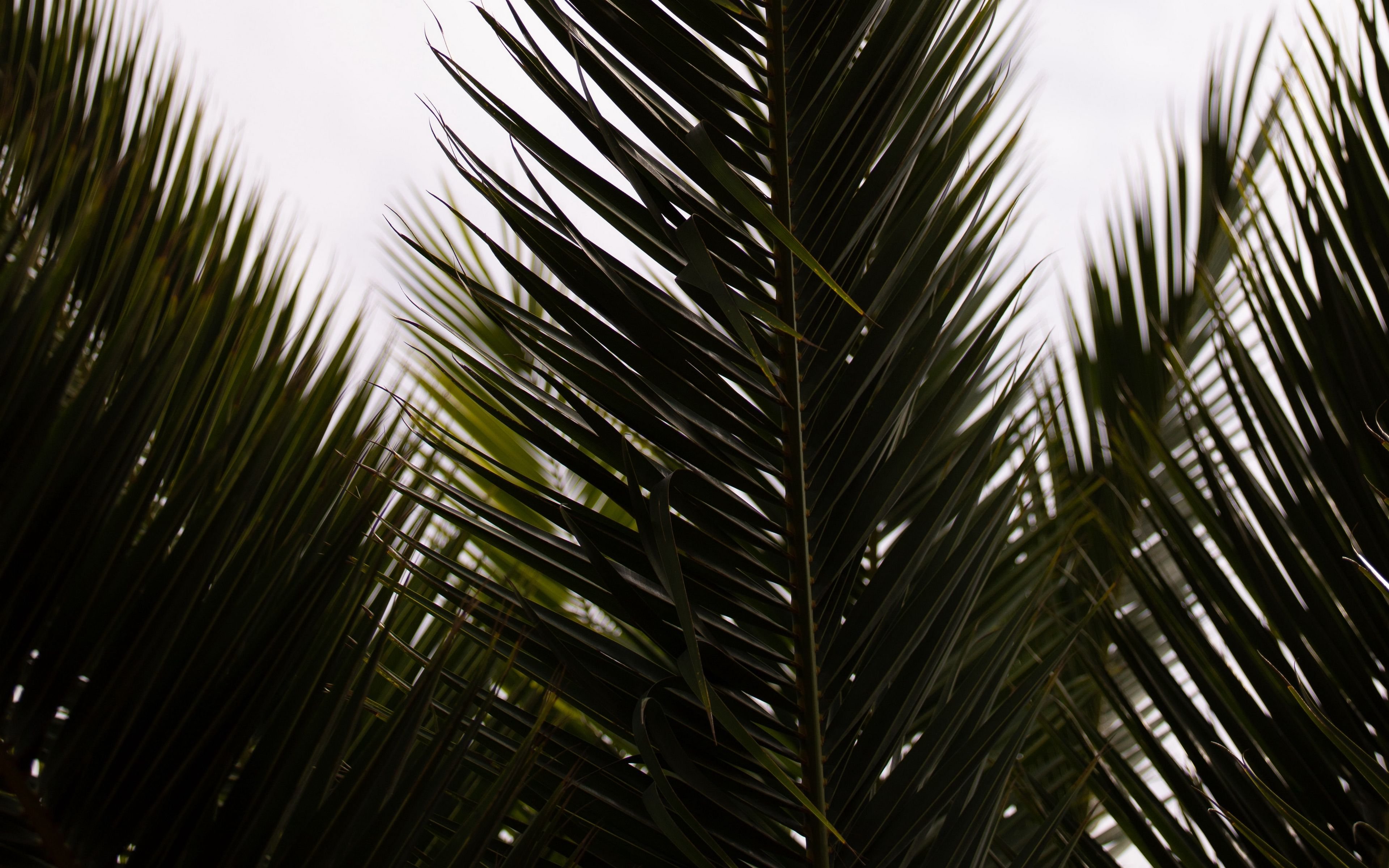 Пальмовая ветвь