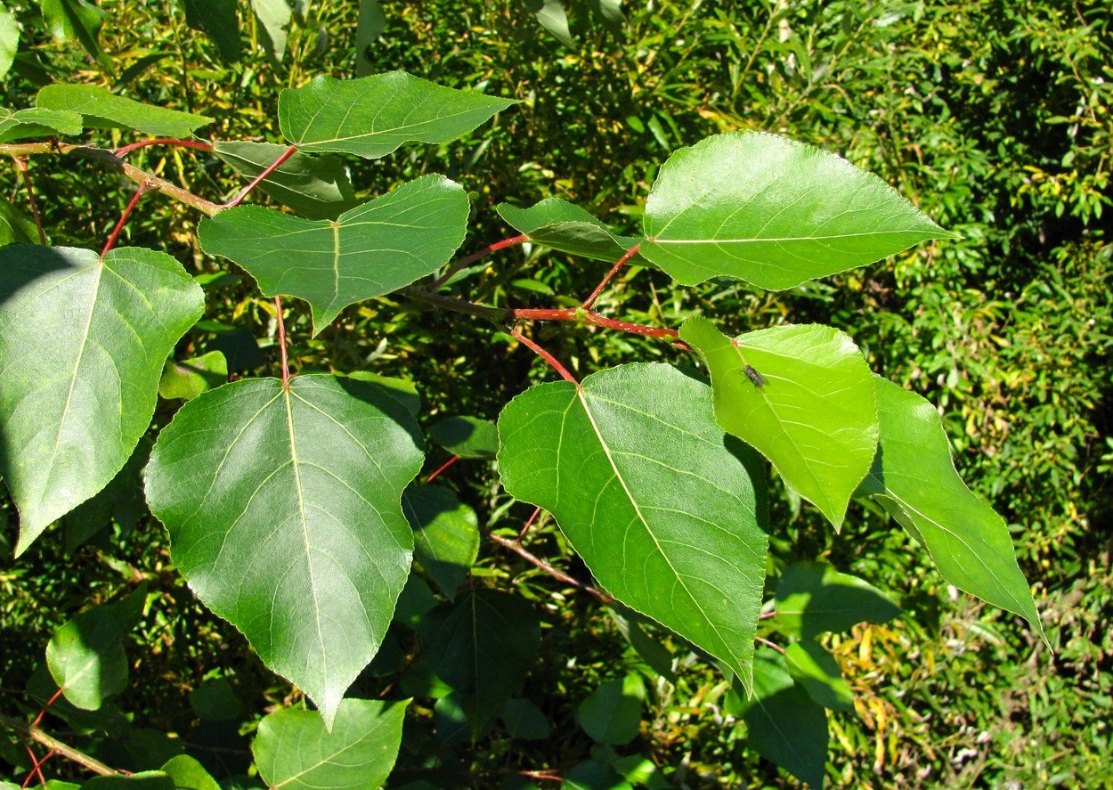 Populus laurifolia листья