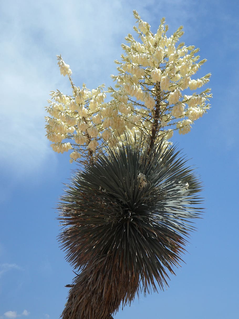 Соцветие финиковой пальмы